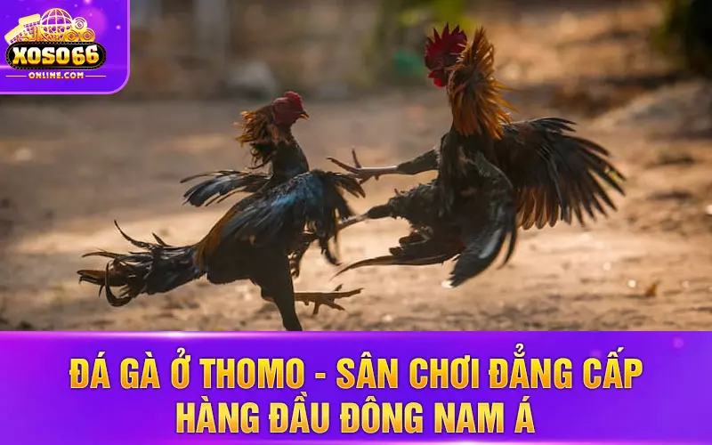 Đá gà ở Thomo - sân chơi đẳng cấp hàng đầu Đông Nam Á